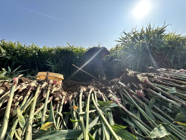 How to Import Ginger from China: Complete Guide for Global Buyers-vlefooena