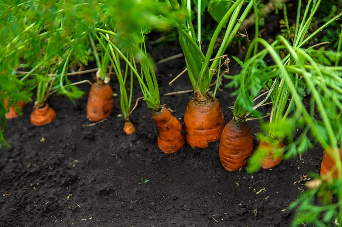 China Carrot Export Supplier: A Complete Guide to Sourcing, Quality, Pricing, and Global Trade-vlefooena