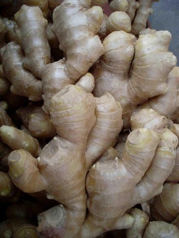 Premium China Ginger Suppliers – A Complete Guide for Global Buyers-vlefooena