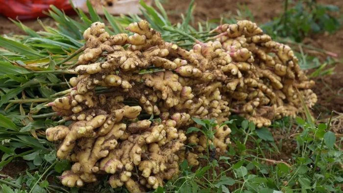 How to Import Ginger from China: Complete Guide for Global Buyers-vlefooena