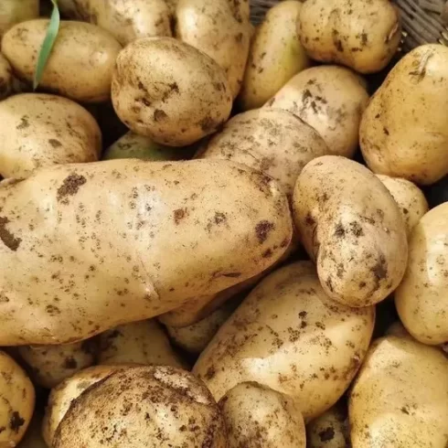 Premium Potato Suppliers in China: A Complete Guide for Global Buyers-vlefooena