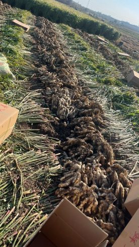 Sourcing Ginger from China – A Complete Guide for Global Buyers-vlefooena