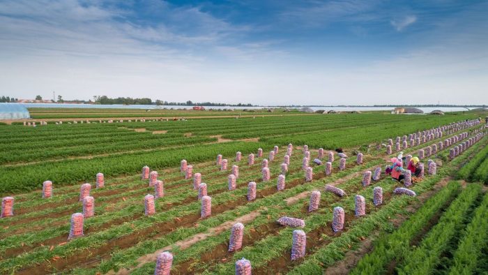 China’s Carrot Wholesale Suppliers: The Backbone of Global Fresh Produce Trade-vlefooena