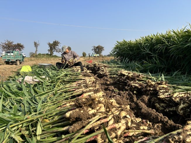 How to Import Ginger from China: Complete Guide for Global Buyers-vlefooena