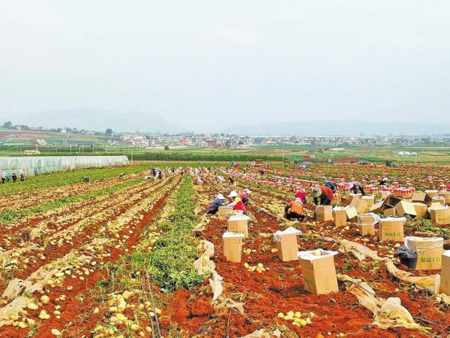 Premium Potato Suppliers in China: A Complete Guide for Global Buyers-vlefooena