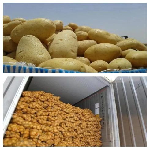 Premium Potato Suppliers in China: A Complete Guide for Global Buyers-vlefooena