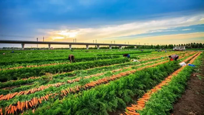 China’s Carrot Wholesale Suppliers: The Backbone of Global Fresh Produce Trade-vlefooena