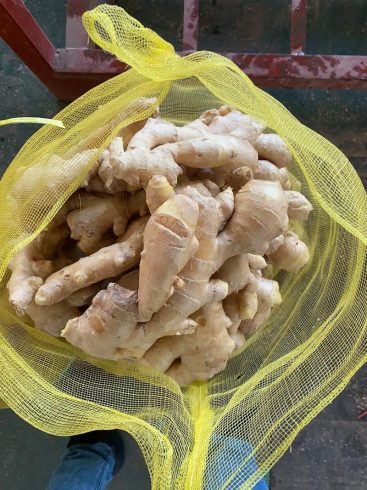 Fresh Ginger Supply for Food Processing, Wholesale Distribution, and Global Ingredient Markets-vlefooena