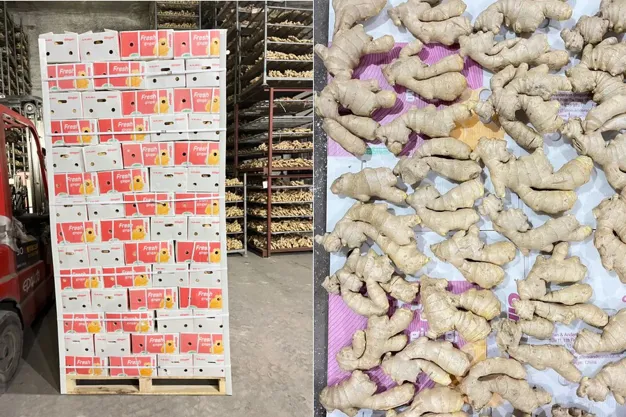 Sourcing Ginger from China – A Complete Guide for Global Buyers-vlefooena