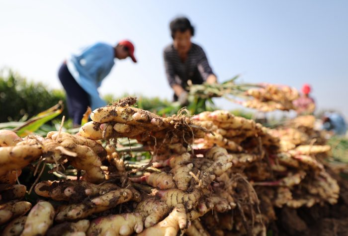 How to Import Ginger from China: Complete Guide for Global Buyers-vlefooena