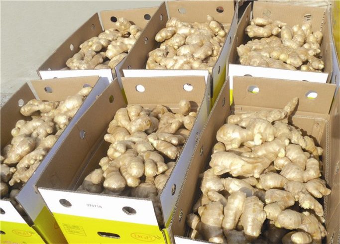Sourcing Ginger from China – A Complete Guide for Global Buyers-vlefooena