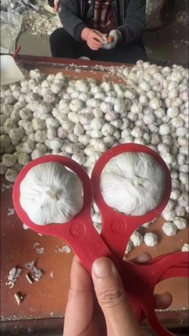 Premium China Garlic: Bulk Supply & Quality You Can Trust-vlefooena